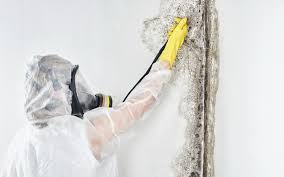 Best Mold Odor Removal Services  in Mantachie, MS